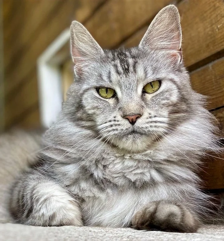 Maine Coon Chatterie